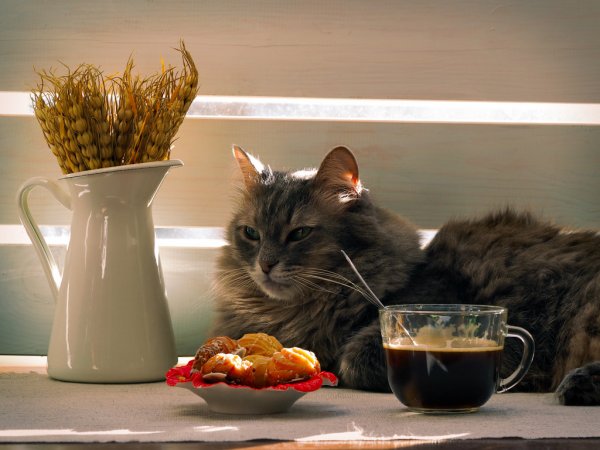 foto de um gato deitado próximo a um prato com croissants e uma xícara de café