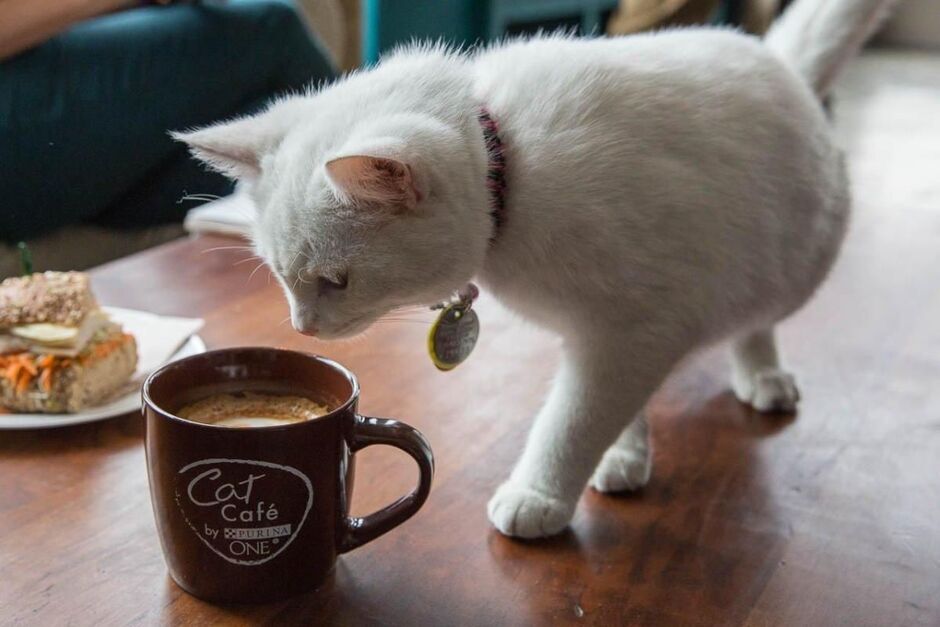 foto de um gatinho curioso cheirando uma caneca de café